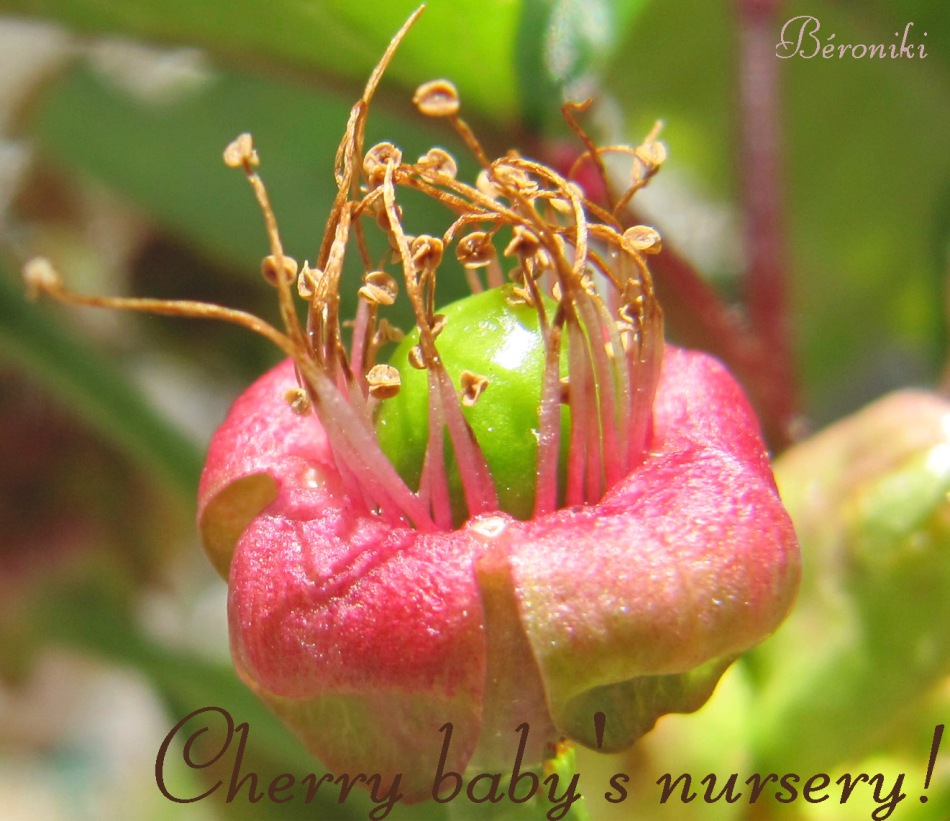 Cherrybaby
